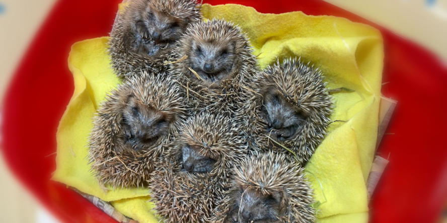 Hérisson d'Europe en soins - CRSFS LPO PACA